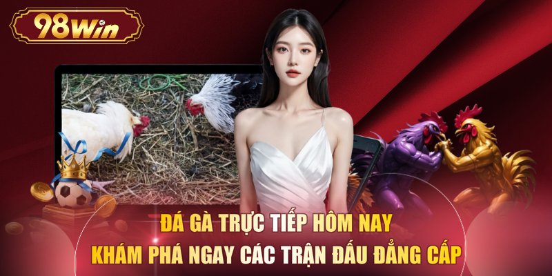 Đá gà trực tiếp hôm nay khám phá ngay các trận đấu đẳng cấp
